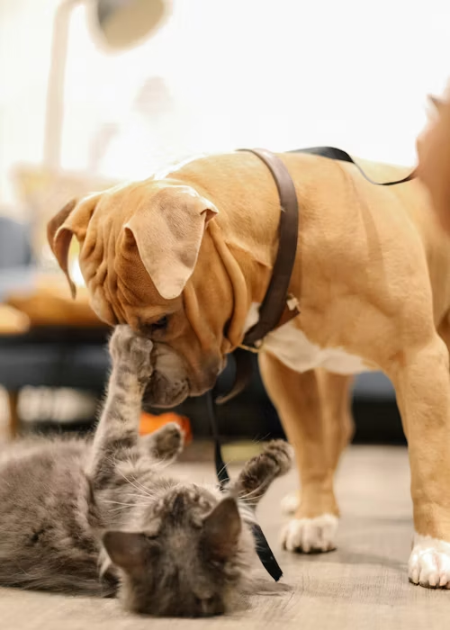 Could Cleaning Pet Hair Actually Be... Relaxing?