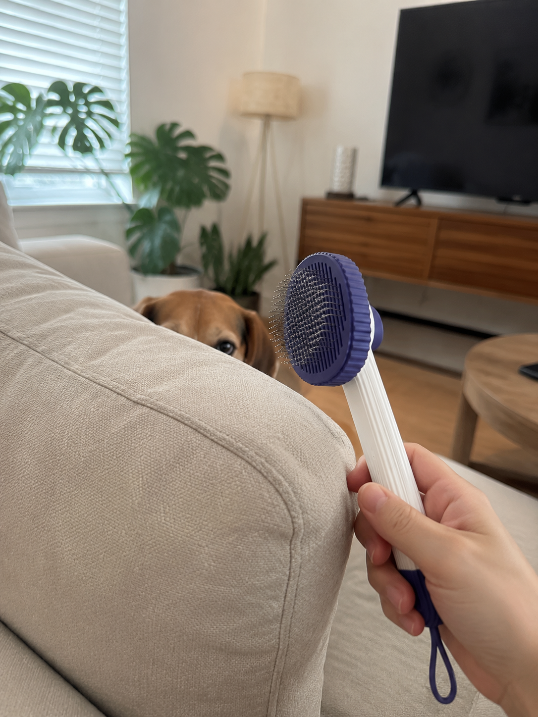 Pet Grooming Refusal? Here's Why Your Cat or Dog Fights the Brush